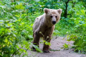 Brown bear cub 1 - Kamchatka - Russia