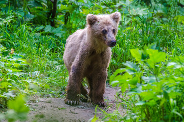 Fototapeta premium Brown bear cub 1 - Kamchatka - Russia