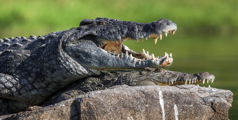 Mating Nile crocodile (Crocodylus niloticus). Two crocodiles with opened mouth
