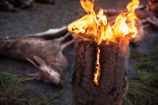 Burning log, dead deer on background