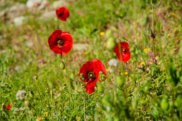 Some poppies in a field