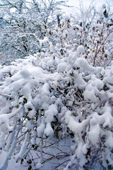 Bushes and shrubs at winter season, new white snow on the leaves and branches