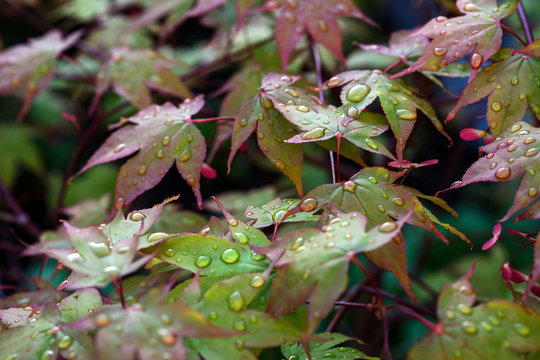 Water drops on leaves