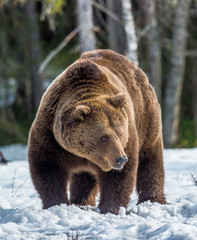 Brown Bear (Ursus arctos) male on the bog in spring forest.