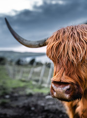 Highland Cow in Scotland also known as Scottish cattle. They have long horns and long, wavy, woolly...