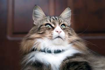 closeup of a beautiful norwegian forest cat sitting with his gps collar. he gazes far into the distance.
