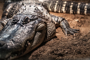 Crocodile looking at eating you.