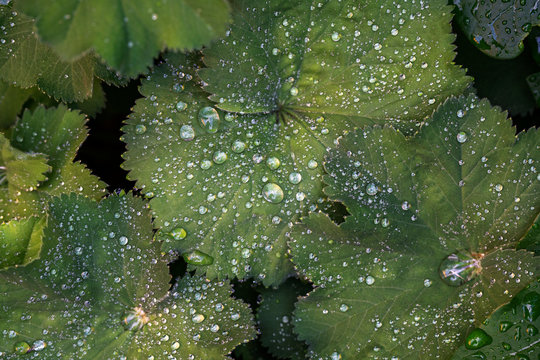 Water drops on leaves