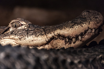 Crocodile looking at eating you.