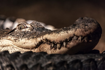 Crocodile looking at eating you.