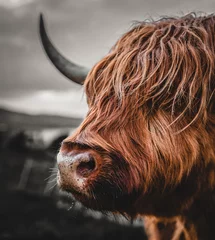 Gordijnen Highland Cow in Schotland ook wel Schots vee genoemd. Ze hebben lange hoorns en lange, golvende, wollige jassen die gemberkleurig zijn. © 365_visuals