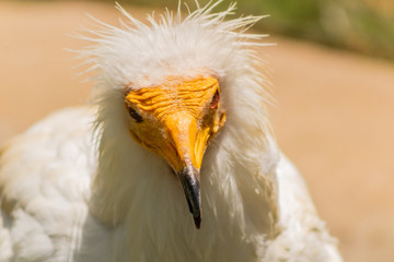 vulture resting in his innkeeper