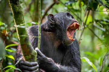 Shouting a Angry Chimpanzee. The chimpanzee (Pan troglodytes) shouts in rain forest, giving signs to the relatives. - obrazy, fototapety, plakaty