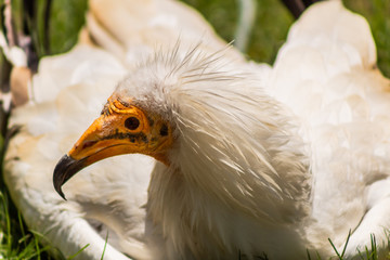 vulture resting in his innkeeper