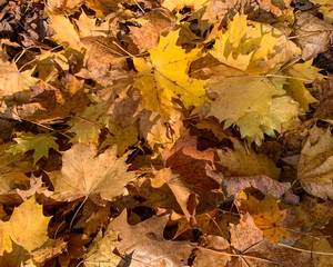 Naklejka na ściany i meble Flat lay dry orange fallen leaves on the ground in the autumn and winter. Background of colored wet autumnal maple leaves in a morning 