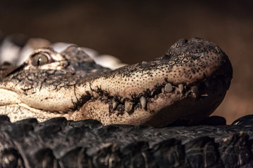 Crocodile looking at eating you.