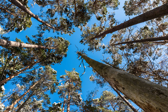 Winter trees against blue sky