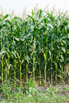 Corn field