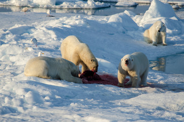 Obraz na płótnie Canvas Polar Bear - Svalbard Islands - Norway