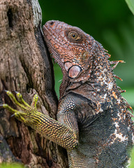 Large Iguana on tree in Costa Rica