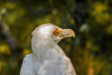 vulture resting in his innkeeper