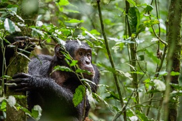 Close up portrait of chimpanzee ( Pan troglodytes ) resting in the jungle.