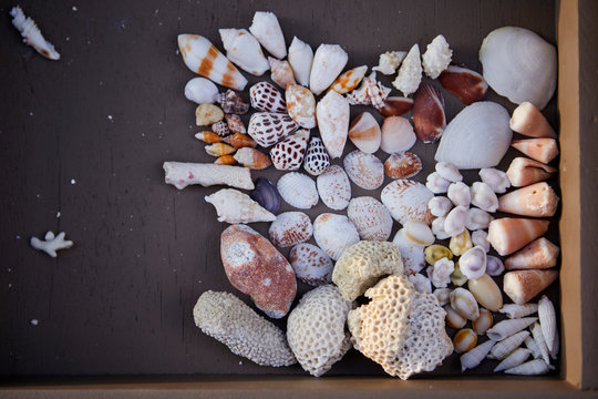 Shells collection