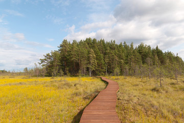 Fototapeta na wymiar Wooden walkway on the territory of Sestroretsk swamp. Saint-Petersburg. Russia