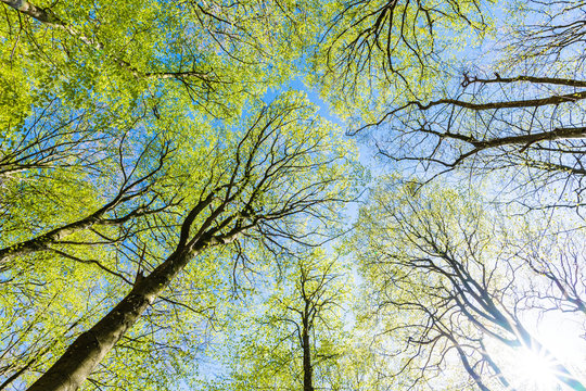 Fototapeta Trees, low angle view