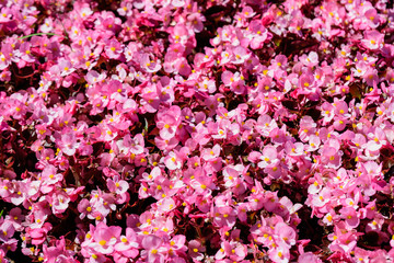 Fototapeta premium Top view of many pink begonia flowers with fresh in a garden in a sunny summer day, perennial flowering plants in the family Begoniaceae, vivid floral background in direct sunlight