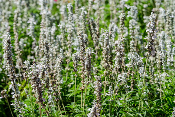 White flowers of Salvia officinalis, commonly known as garden sage, common sage, or culinary sage, in soft focus, in a garden in a sunny summer day