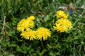 Close up of a group of fresh vivid yellow dandelion or Taraxacum flowers in a spring garden on green blurred background