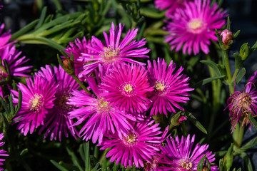 Group of pink magenta flowers of Delosperma cooperi or Mesembryanthemum cooperi, commonky known as Trailing or Hardy Iceplant, or Pink Carpet, in a garden in a sunny summer day