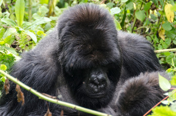 Silverback Gorilla 5 - Virunga Jungle - Volcanoes National Park - Rwanda