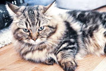 The Cat Couch Looked At