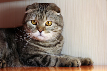 chic striped Scottish fold