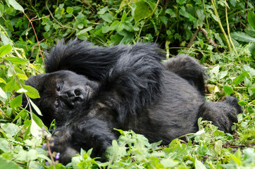 Silverback Gorilla 5 - Virunga Jungle - Volcanoes National Park - Rwanda