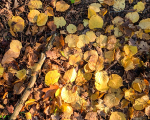 Flat lay dry orange fallen leaves on the ground in the autumn and winter. Background of colored wet autumnal maple leaves in a morning 