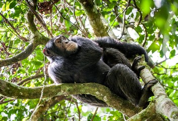 Close up portrait of chimpanzee ( Pan troglodytes ) resting  on the tree in the jungle