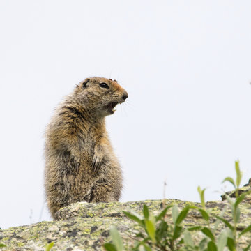 Prairie dog