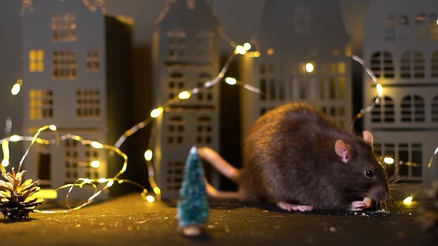 Symbol of coming 2020. Domestic rat eating near the Christmas tree. Close-up of gray rat in a festively decorated dark room with bright garlands. Shooting in slow motion.