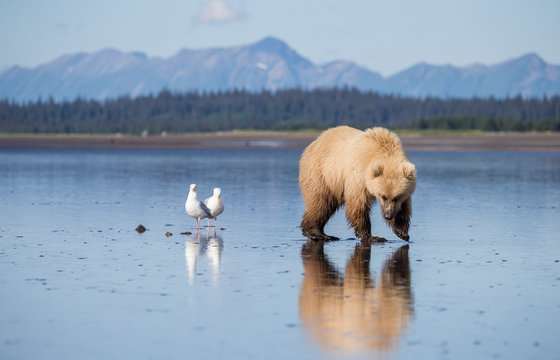 Bear walking at coast