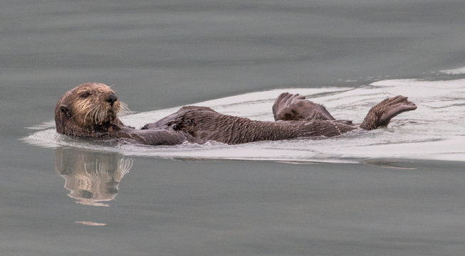 Otter swimming