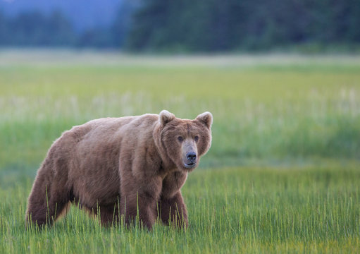 Bear on meadow