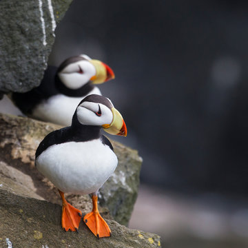 Puffins on rock