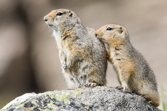 Prairie dogs