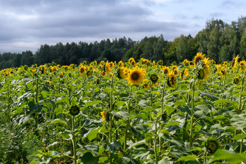 Sunflower field landscape natural background