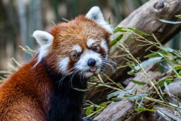 Obraz premium red panda eating bamboo