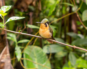 Kolibri an einer Futterstelle im Monteverde Nebelwald Nationalpark in Costa Rica