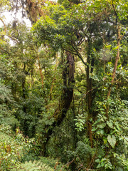 Der Regenwald von Costa Rica bei Monteverde. Die verschiedensten Formen von Blätter und Pflanzen.